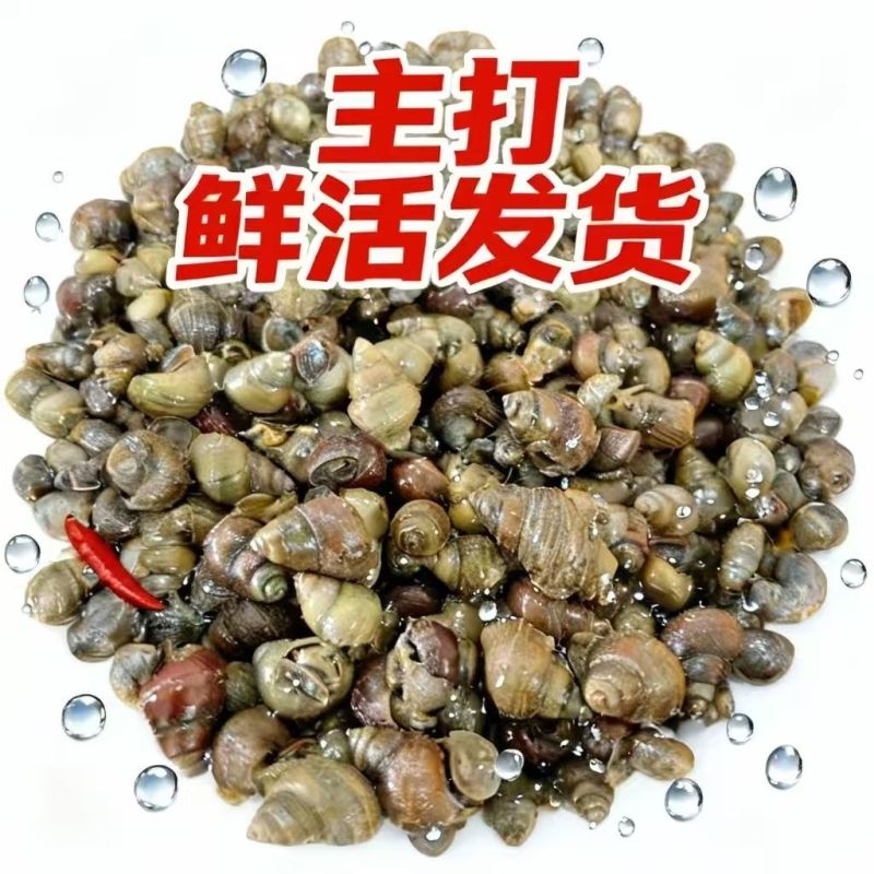 清水石螺炮头