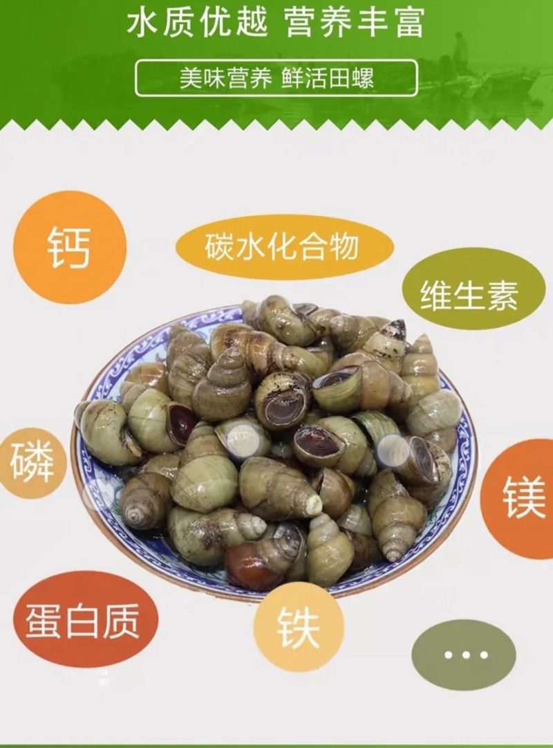 清水石螺炮头