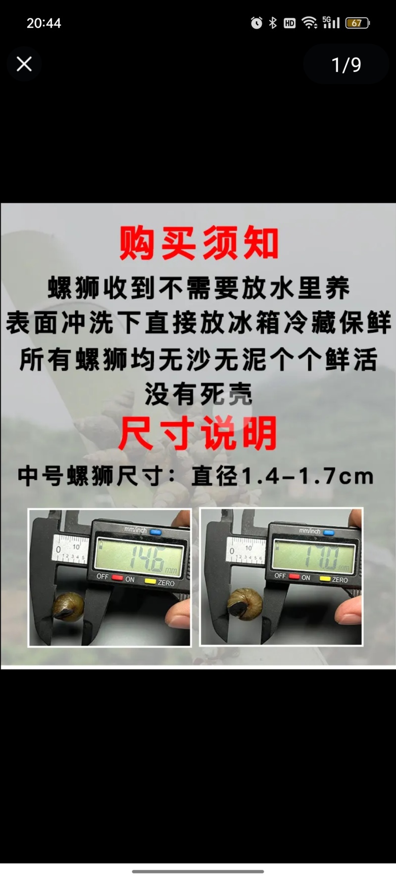 清水石螺炮头