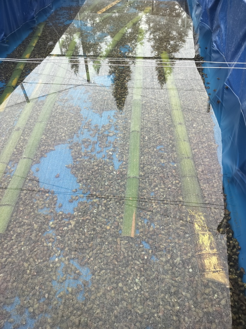 清水石螺炮头