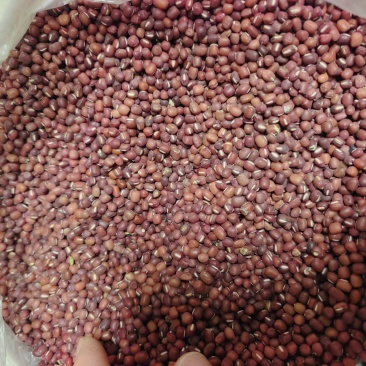 红小豆自家种植，口感好，欢迎咨询，河北保定种植