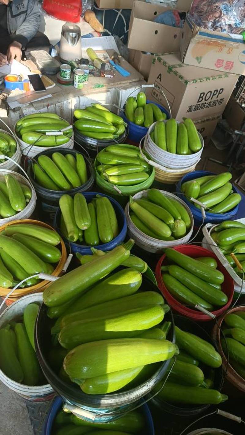 【实力商家】产地直发【保质保量】诚实可靠【量大从优】西葫