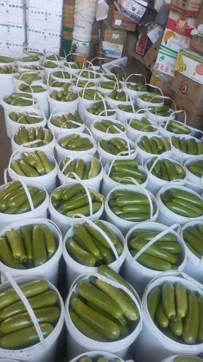 【实力商家】产地直发【保质保量】诚实可靠【量大从优】西葫