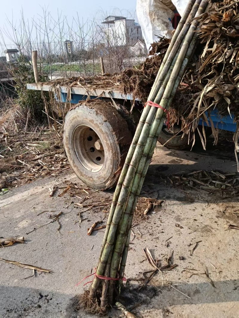 《青皮白玉甘蔗》湖北甘蔗/基地直供/量大从优/全国发货