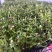 鲜活香椿芽苗菜一手货源，品质保证，可视频看，货量大从优