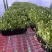 鲜活香椿芽苗菜一手货源，品质保证，可视频看，货量大从优