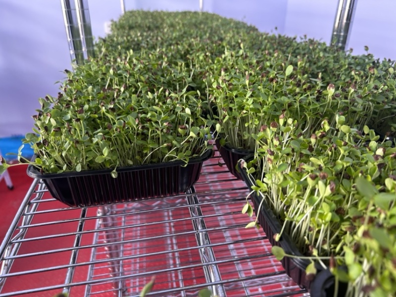 鲜活香椿芽苗菜一手货源，品质保证，可视频看，货量大从优