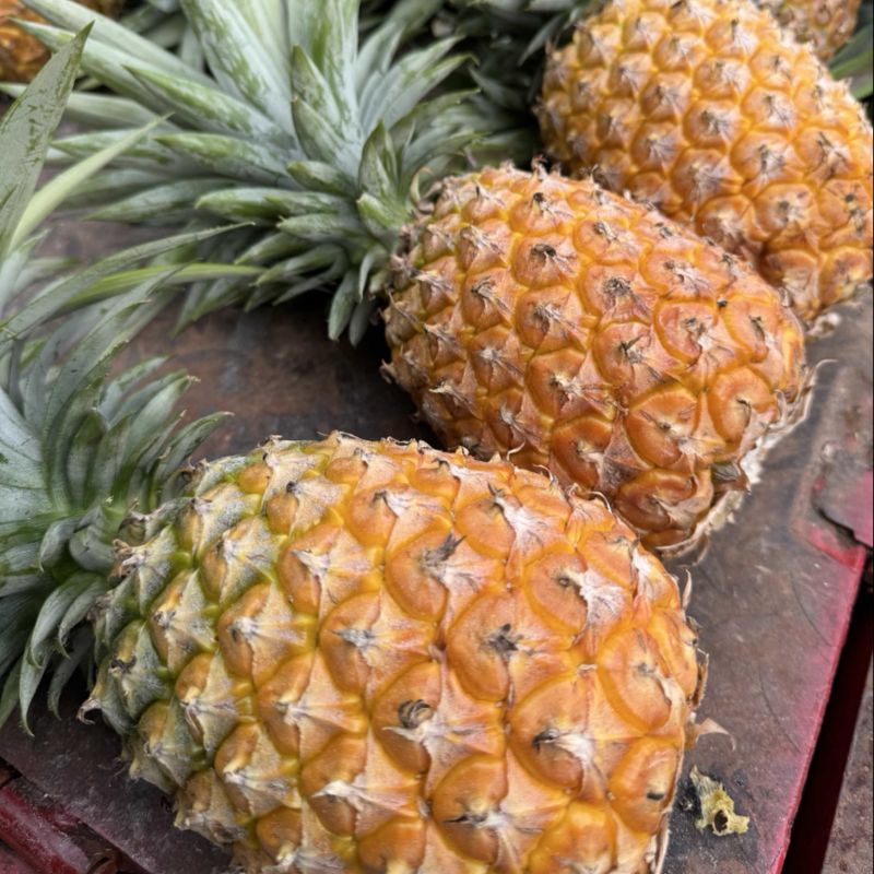 金砖凤梨一件代发日发2万斤➕能力，欢迎商超，电商，直播