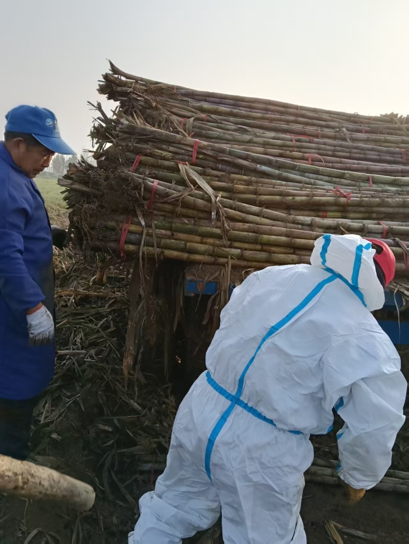 《青皮甘蔗》湖北甘蔗青皮/基地直供/量大从优/全国发货
