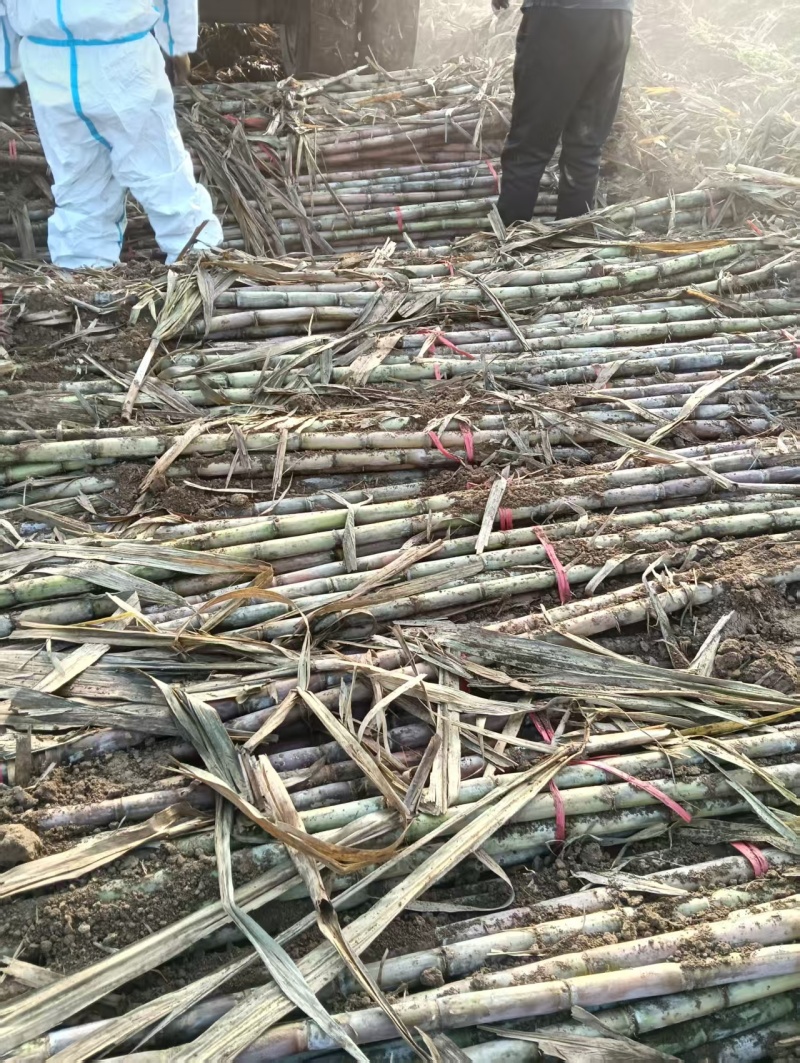 《青皮甘蔗》湖北甘蔗青皮/基地直供/量大从优/全国发货