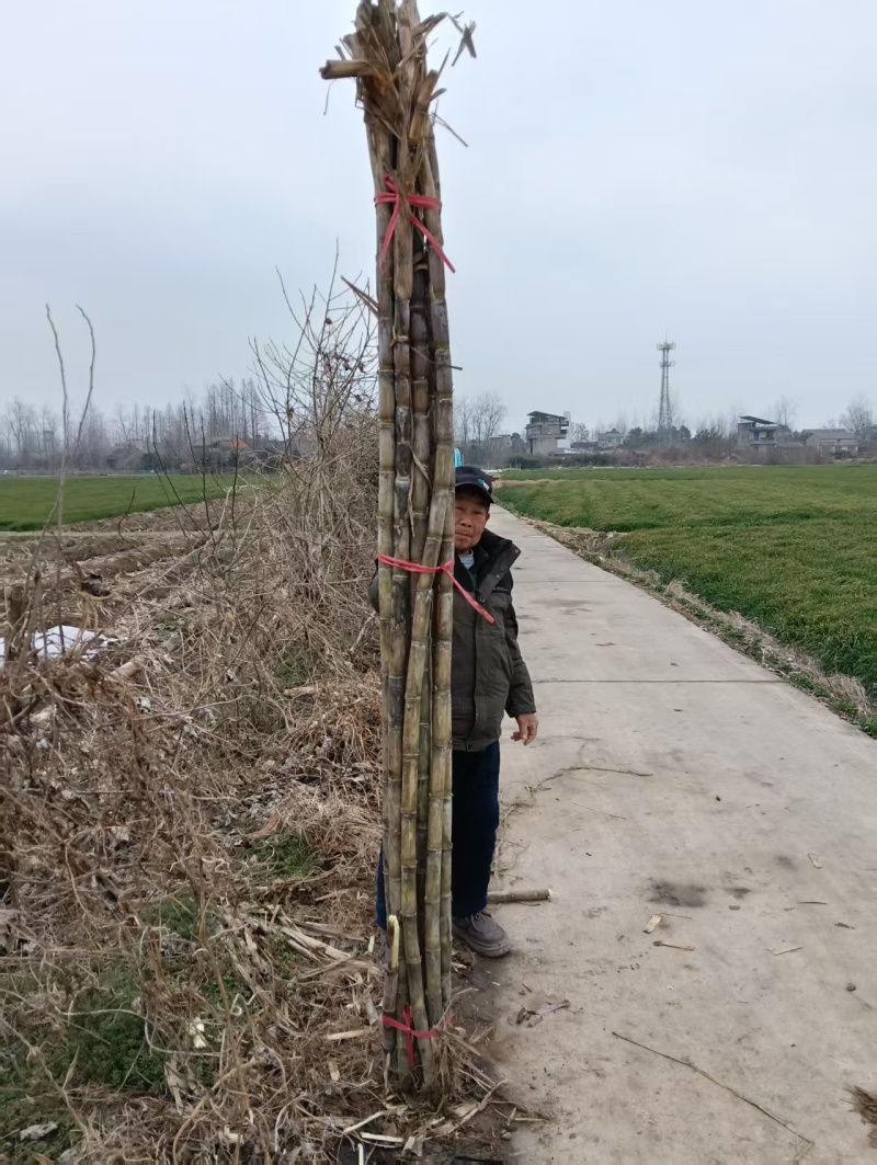 《青皮甘蔗》湖北甘蔗青皮/基地直供/量大从优/全国发货