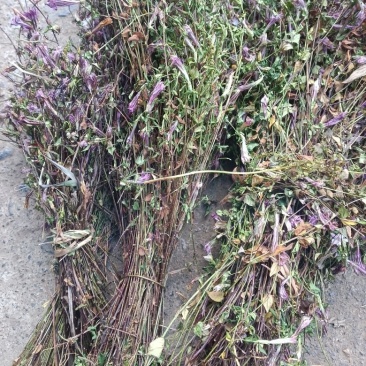 小龙胆草红花紫花一手货原