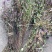 小龙胆草红花紫花一手货原
