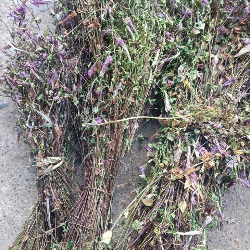 小龙胆草红花紫花一手货原