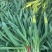 【推荐】精品江苏红根蒜苗大量供应一手货源量大优惠