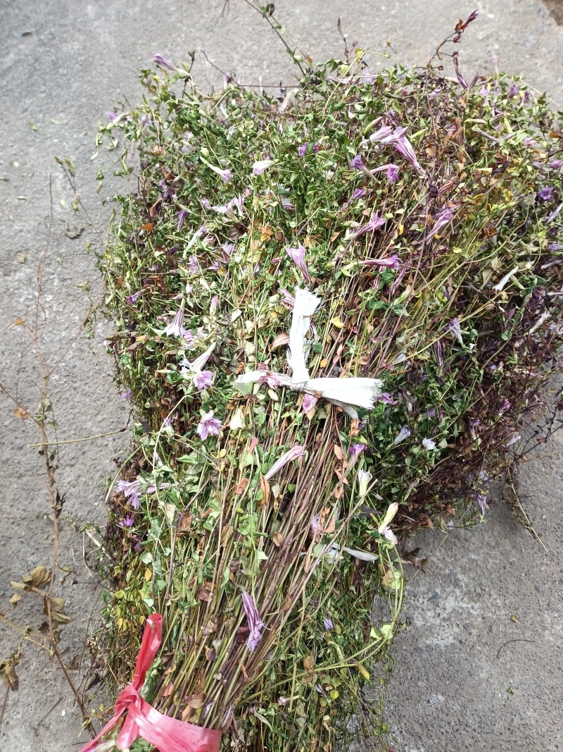 小龙胆草红花紫花一手货原