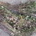 小龙胆草红花紫花一手货原