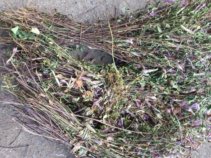 小龙胆草红花紫花一手货原