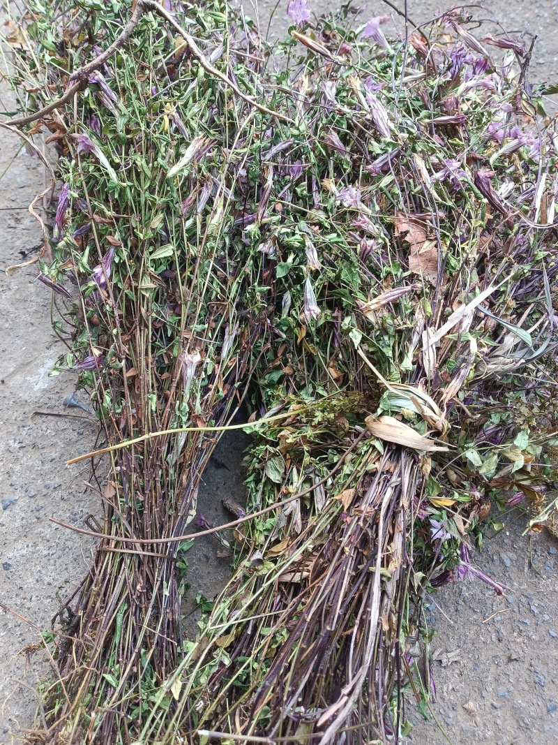 小龙胆草红花紫花一手货原