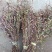 小龙胆草红花紫花一手货原