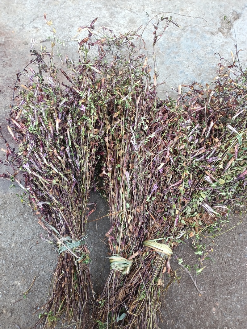 小龙胆草红花紫花一手货原