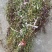 小龙胆草红花紫花一手货原