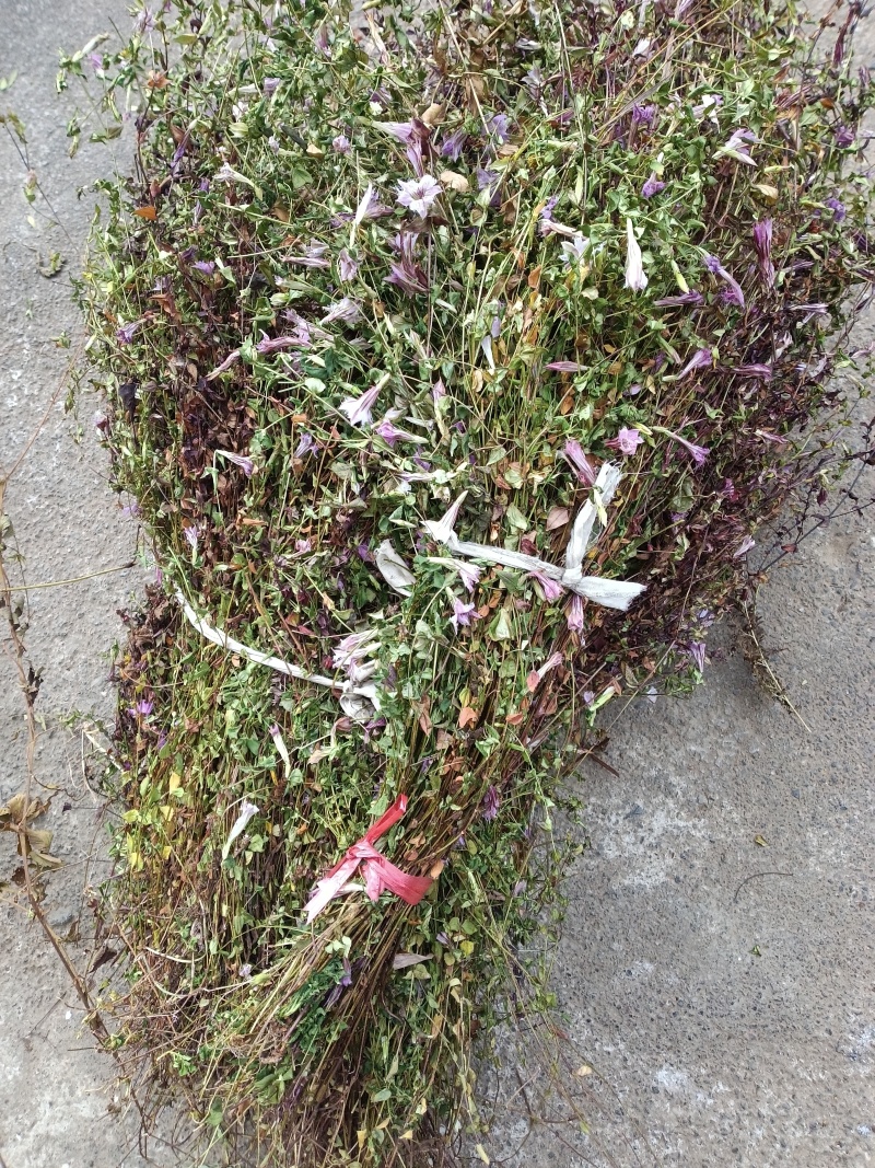 小龙胆草红花紫花一手货原