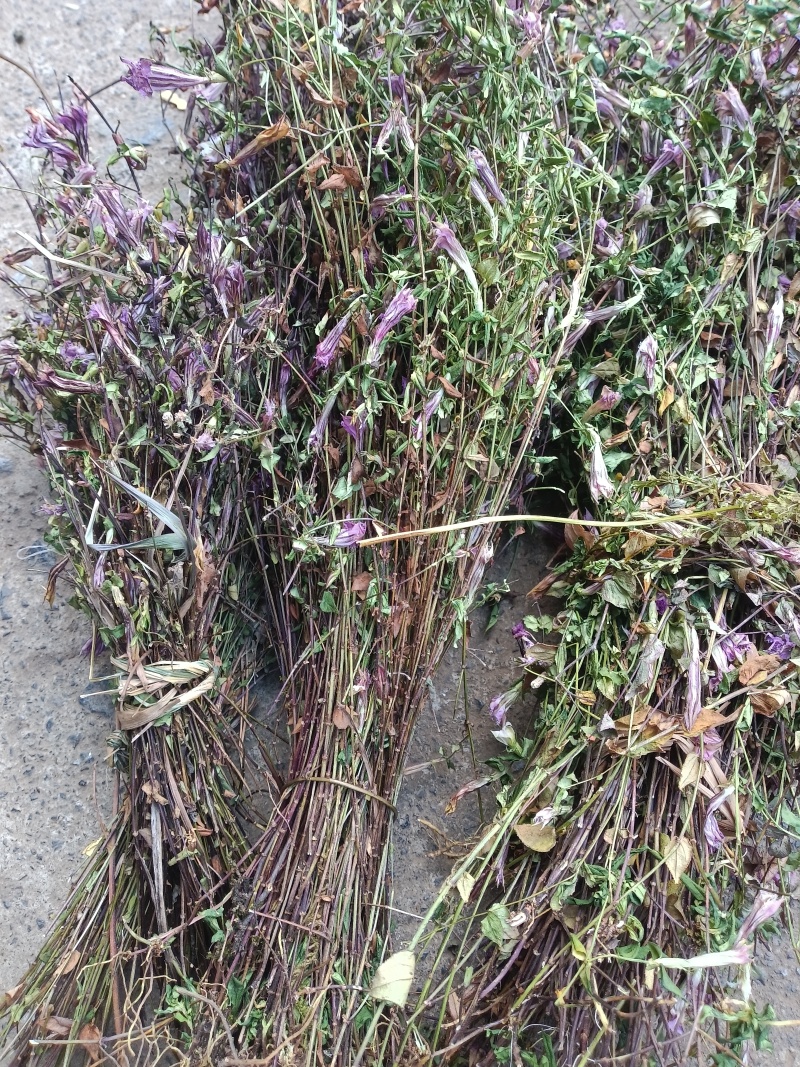 小龙胆草红花紫花一手货原