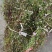 小龙胆草红花紫花一手货原