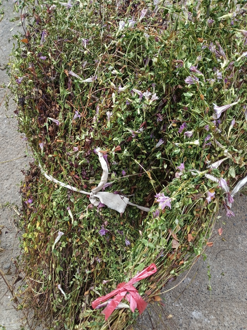 小龙胆草红花紫花一手货原