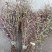 小龙胆草红花紫花一手货原