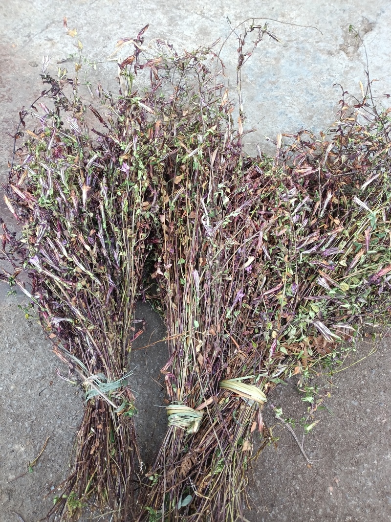 小龙胆草红花紫花一手货原