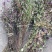 小龙胆草红花紫花一手货原
