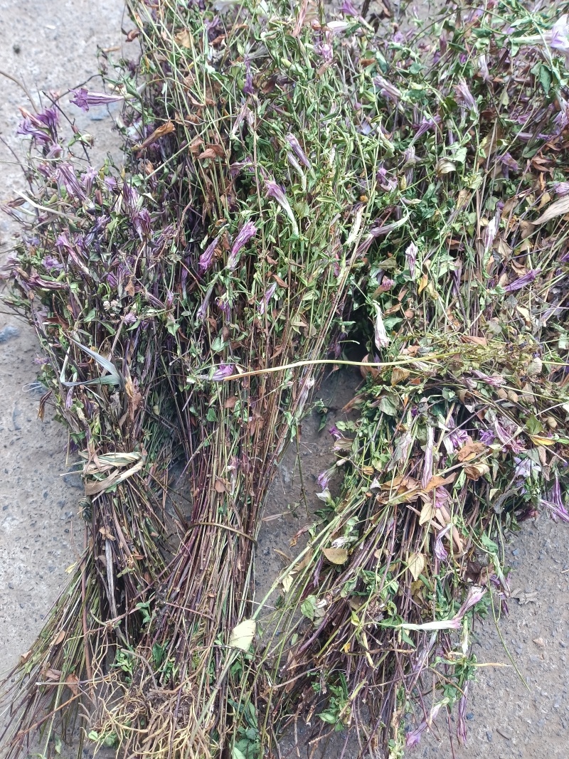 小龙胆草红花紫花一手货原