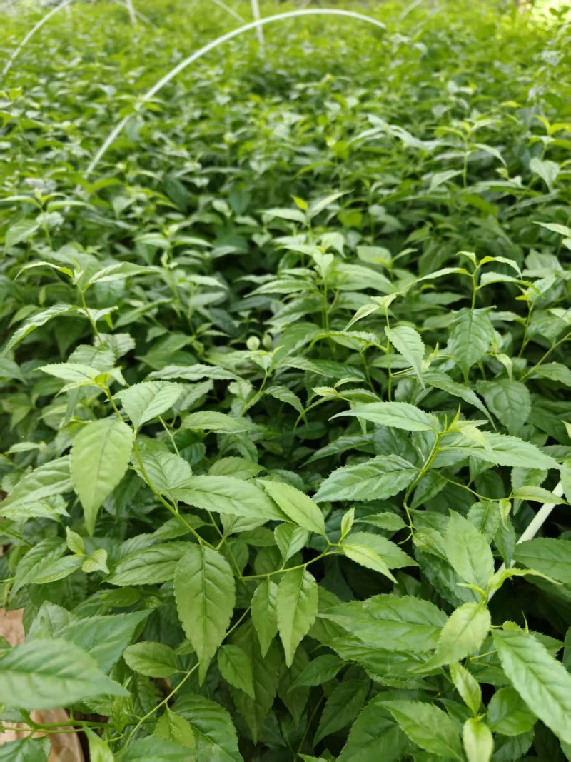 广西优质岗梅芽苗产地直发品种优良质量保证