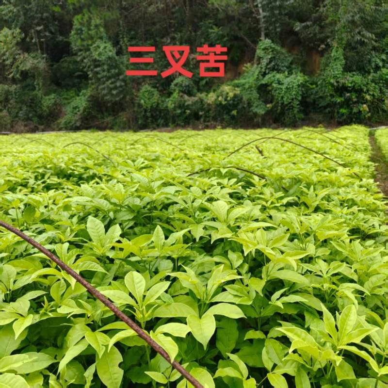 广西梧州三叉苦苗，苗圃直发一手货源，提供技术指导