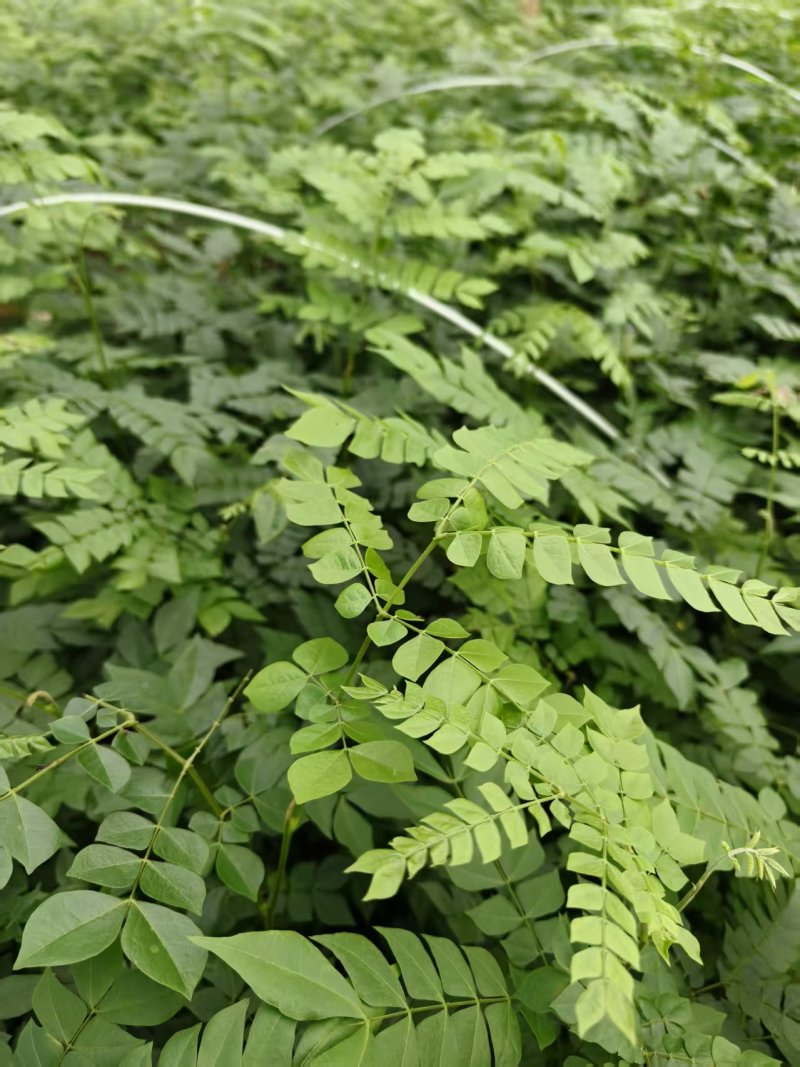 广西猴耳环苗，苗圃直发一手货源，量大可优惠，视频看货