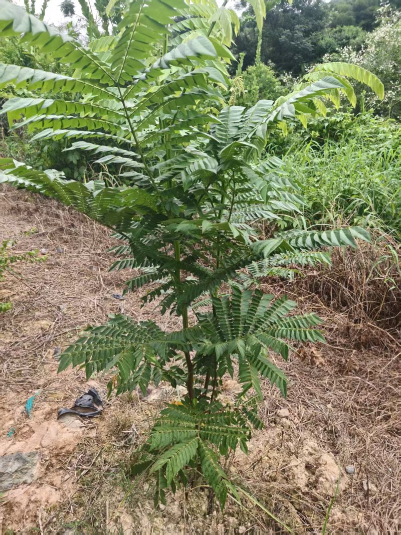 广西猴耳环苗，苗圃直发一手货源，量大可优惠，视频看货