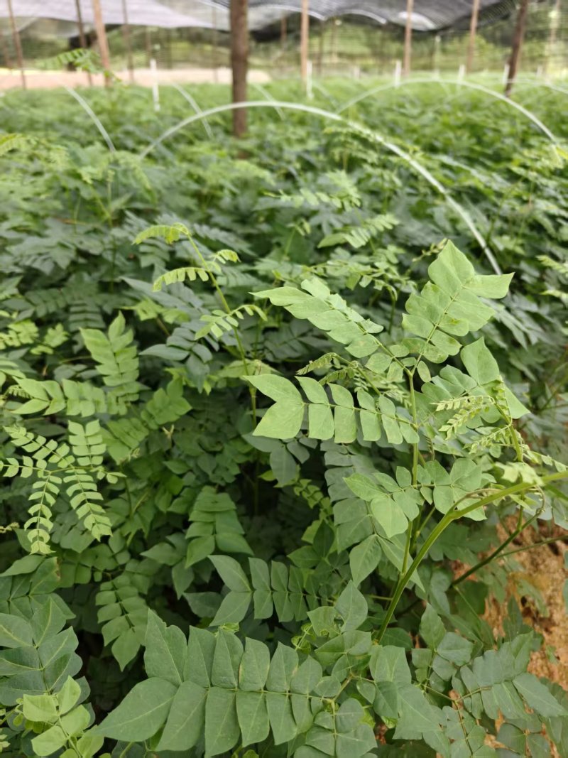 广西猴耳环苗，苗圃直发一手货源，量大可优惠，视频看货