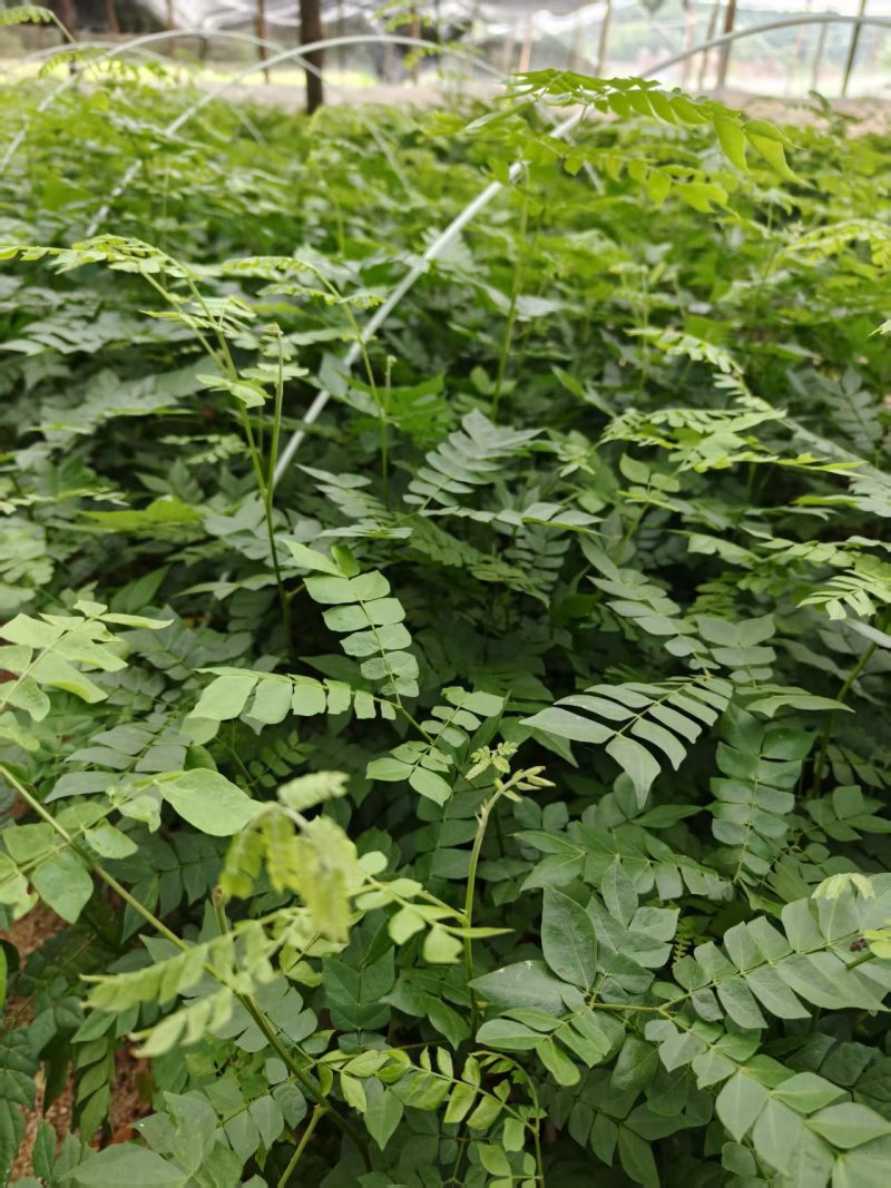 广西猴耳环苗，苗圃直发一手货源，量大可优惠，视频看货