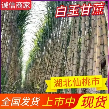 《青皮甘蔗》湖北甘蔗青皮/基地直供/量大从优/全国发货