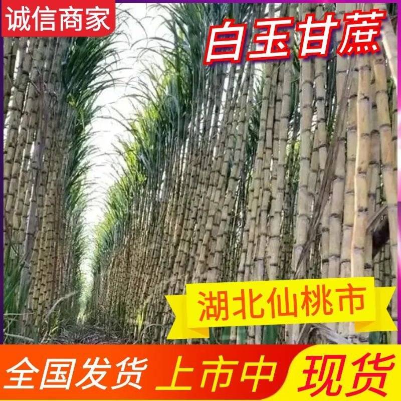 《青皮甘蔗》湖北甘蔗青皮/基地直供/量大从优/全国发货