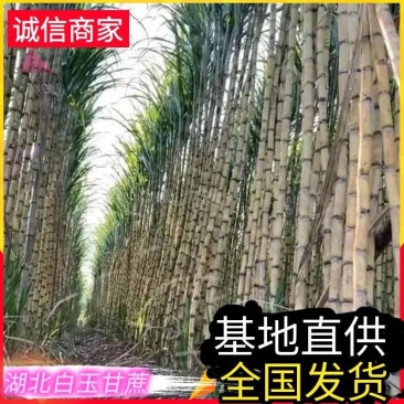 《青皮白玉甘蔗》湖北甘蔗/基地直供/量大从优/全国发货