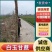《精选》青皮甘蔗/10根60斤左右/一手货源/全国发货