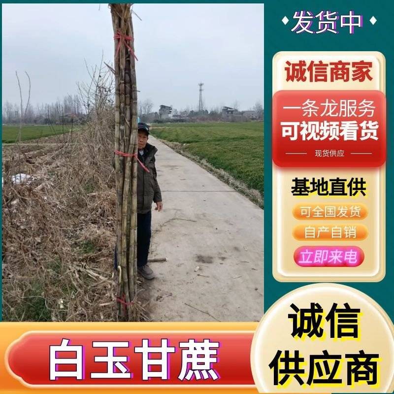 《精选》青皮甘蔗/10根60斤左右/一手货源/全国发货