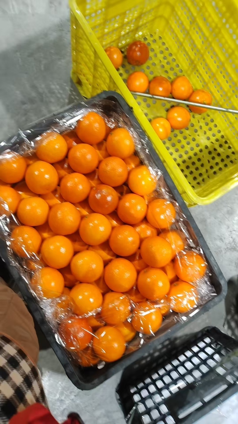血橙新鲜血橙香甜多汁现摘现发产地直供欢迎来电