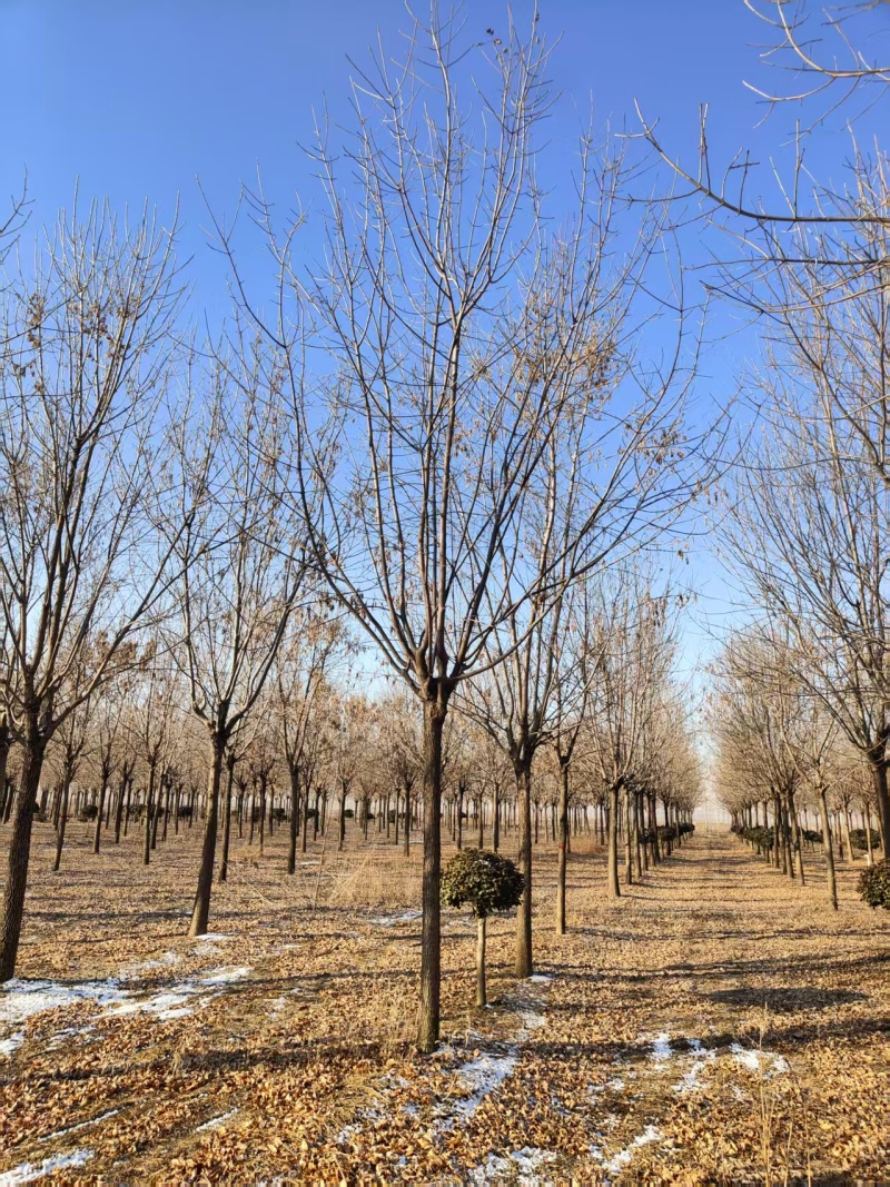 老白蜡树/白蜡树/成活率高/欢迎老板前来选购