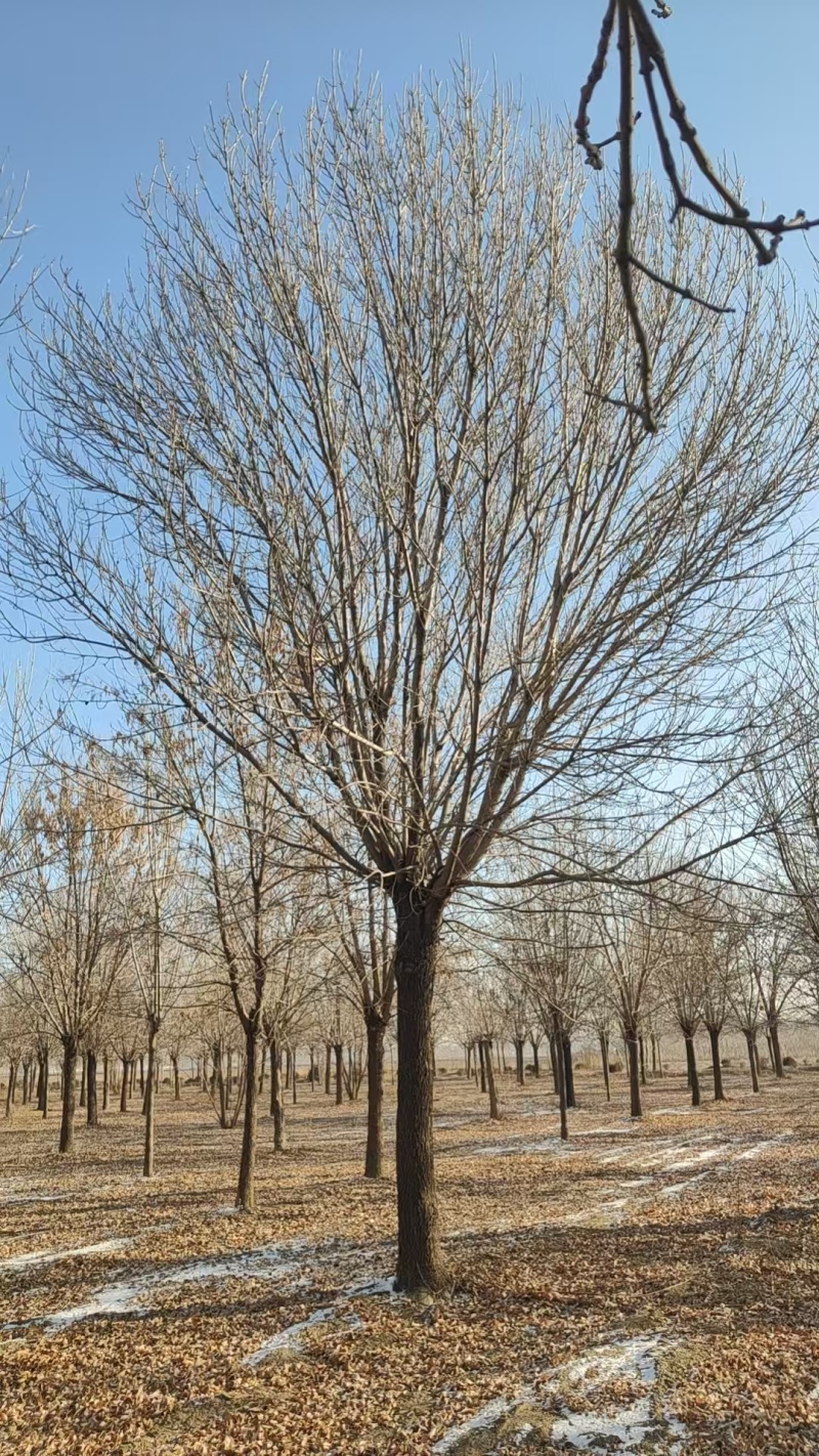 老白蜡树/白蜡树/成活率高/欢迎老板前来选购