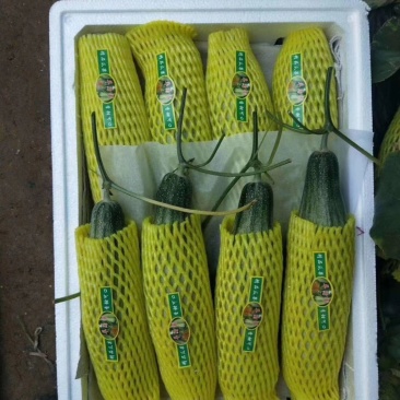 精品羊角蜜甜瓜供货量大价格合理源头直供对接全国