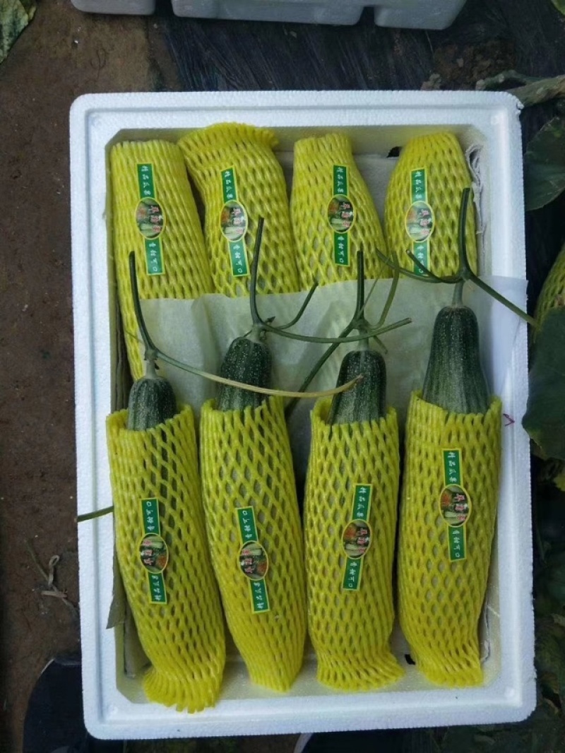 精品羊角蜜甜瓜供货量大价格合理源头直供对接全国